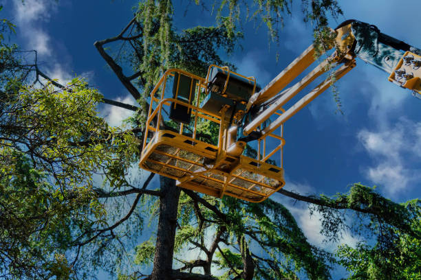 El Lago, TX Tree Services Company