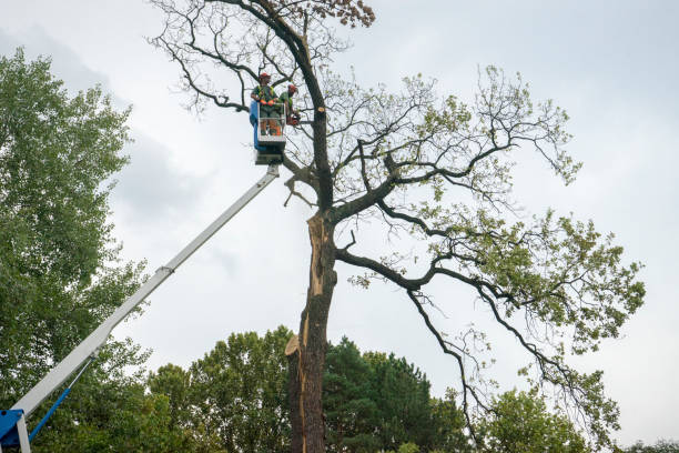 How Our Tree Care Process Works  in  El Lago, TX