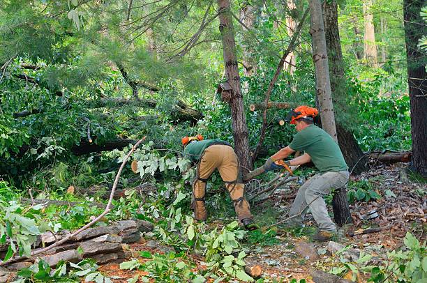 Best Fruit Tree Pruning  in El Lago, TX