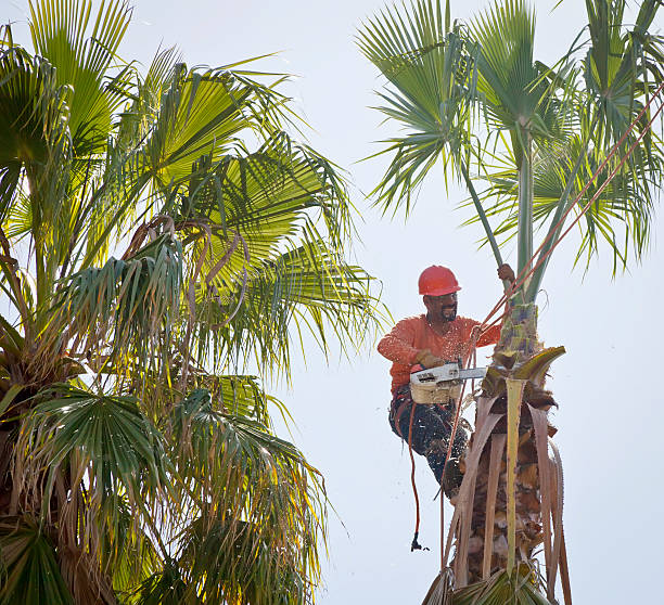 Best Tree Risk Assessment  in El Lago, TX