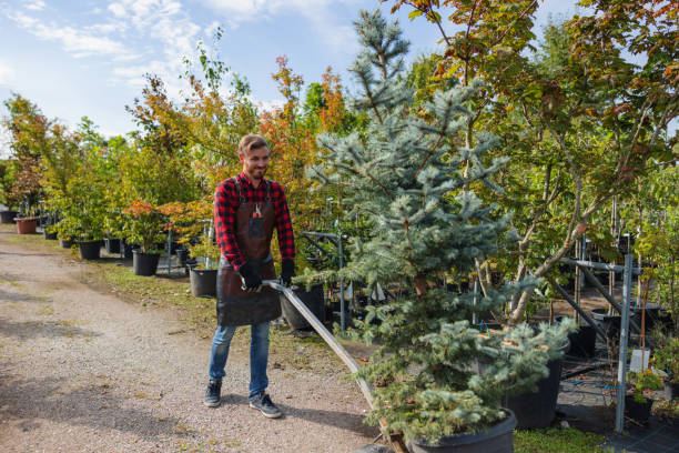 Best Arborist Consultation Services  in El Lago, TX
