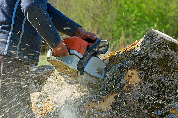 Best Weed Control  in El Lago, TX