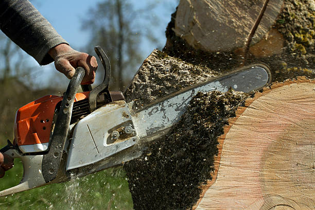 Best Lawn Maintenance Plans  in El Lago, TX