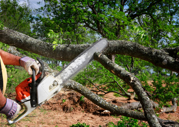 Landscape Design and Installation in El Lago, TX
